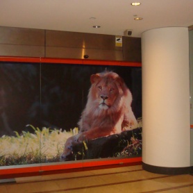 Lion-print-Ground-floor