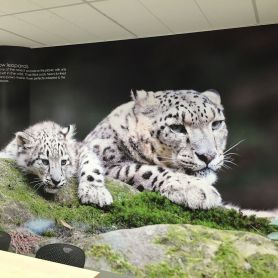 Snow-Leopards